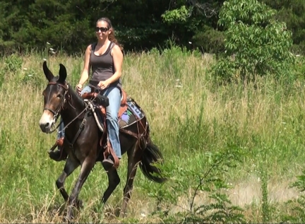 riding mules for sale