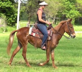 gaited mule