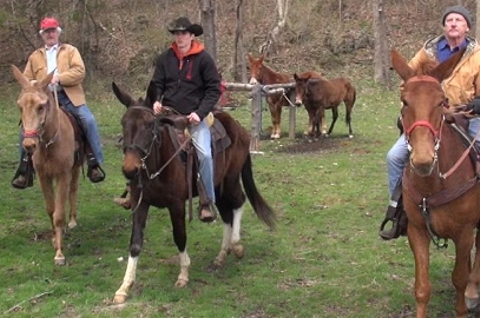 gaited saddle mule