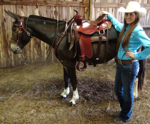 roping mules for sale
