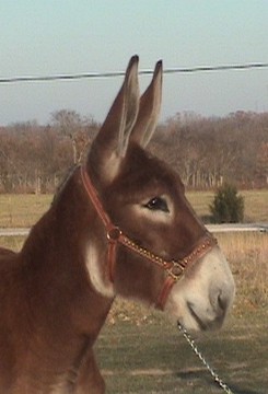 Missouri Mule Company photos