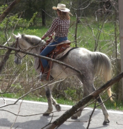 Gaited Mules For Sale @ Missouri Mule Company