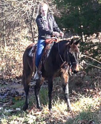 Gaited Mules For Sale @ Missouri Mule Company