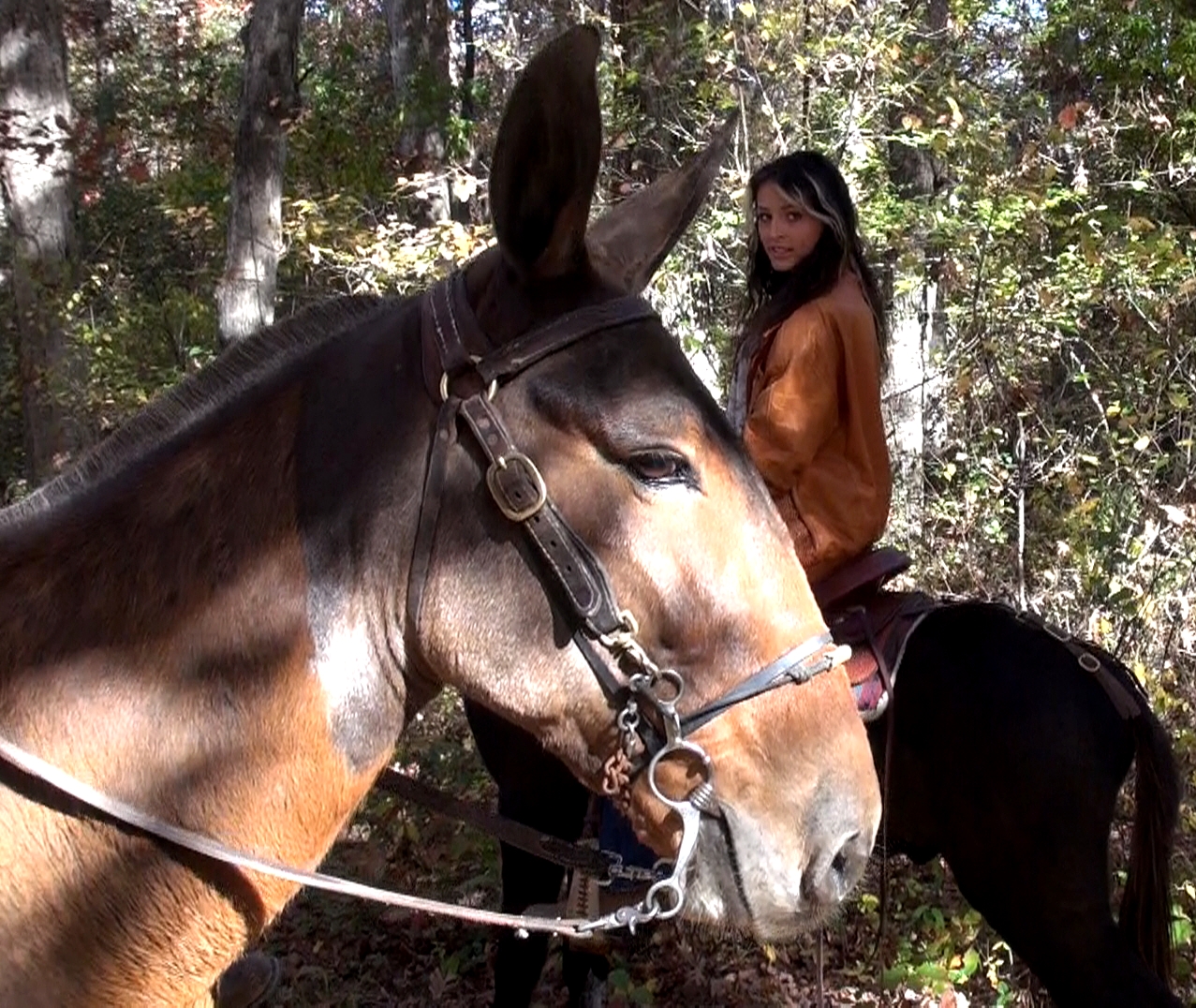 New Owner Diaries - Mules Sold by Missouri Mule Company
