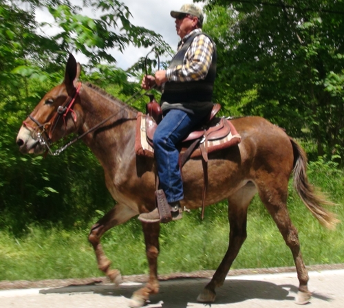 gaited riding mules for sale