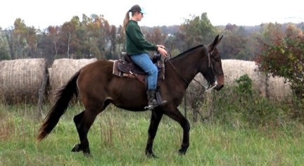 gaited mules for sale